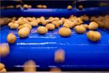 Naturitalia-Linea-Lavorazione-Patate-Patfrut