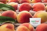 AgroFresh Smartfresh InBox stonefruit