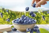 SanLucar blueberries Blue Wonders