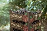 Moldova Fruct 2