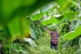 VN Vietnam banana plantation AdobeStock_449204106