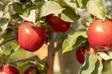 US Chelan Sugarbee apples