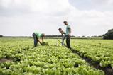 NL big  lettuce production The Greenery