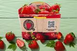 BE Delhaize cardboard strawberry punnets