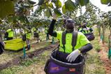 NZ kiwi Harvest21-6234