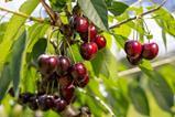 Swiss Fruit Association cherries