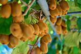 NZ kiwifruit AdobeStock_119714357
