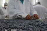 Peru blueberries