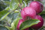 ZA Flash Gala apples Tru-Cape