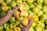 IT Melinda Golden apples