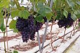 PL Mazovia grapes Biedronka