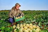 Staay Food Group melons Brazil 1