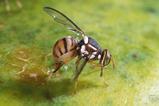 Oriental fruit fly