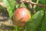 Staay stonefruit