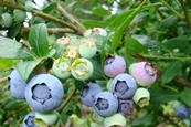 Heidelbeeren am Strauch