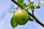 Apfel am Baum