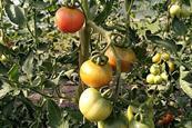Saatgutgewinnung von Tomaten -