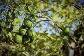 Avocados