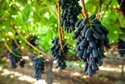 Bloom Fresh Sweet Sapphire grapes hanging on vine