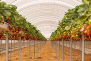 Berries del Oeste