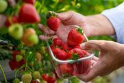 ASF strawberries