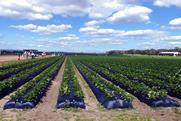 Florida strawberry production Adobe Stock