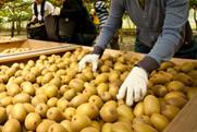 NZKGI New Zealand Kiwifruit orchard picking labour
