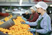 Inspecting and sorting soft citrus on packing line Adobe Stock
