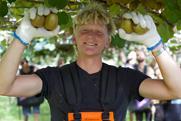 Seeka kiwifruit picker labour