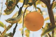 Egyptian citrus