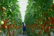 Tomato greenhouse