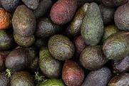 Hass avocado