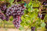 California red grapes Adobe Stock