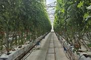 Tomato test farm in Almeria Rijk Zwaan