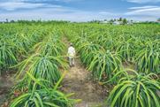 p56-57 (100-101) pic 3 Vietnamese Dragon Fruit production Adobe Stock