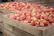 Polish apples in crates Adobe Stock
