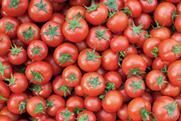 Generic tomatoes top down view Adobe Stock