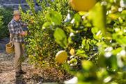 Spanish lemons