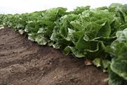 Syngenta Vegetable Seeds lettuce Salinas