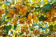 Kiwifruit