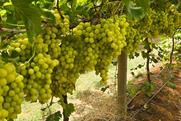 Australian table grapes