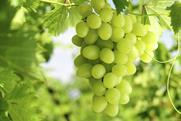 California grapes