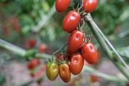 Rijk Zwaan Laurencetto RZ tomatoes