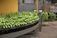 Banana packing facility Adobe Stock