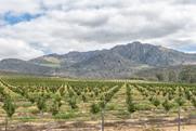 South African citrus