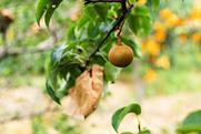 Chinese pear on tree
