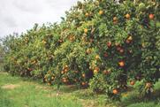 Citrus