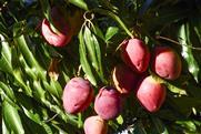Brazil mangoes San Francisco Valley