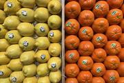 Bollo lemons Bruno oranges citrus