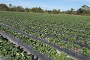 Oppy Dole Florida strawberry production US